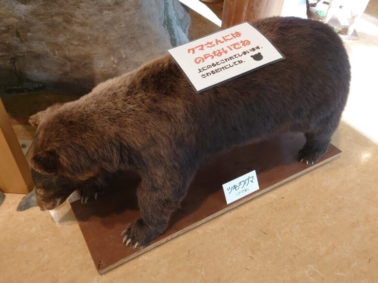 石川県自然保護センター中宮展示館のクマの剥製