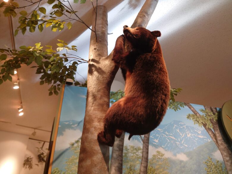 石川県自然保護センター中宮展示館のクマの剥製