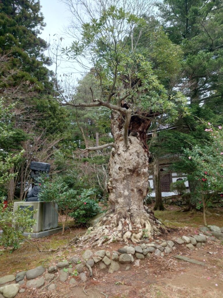 総持寺の古い木