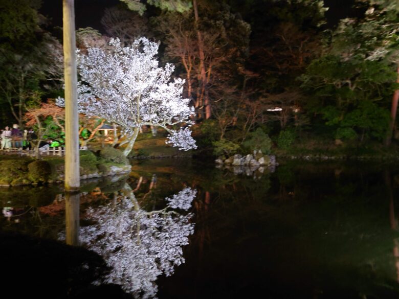 兼六園の夜桜と水辺に映る桜