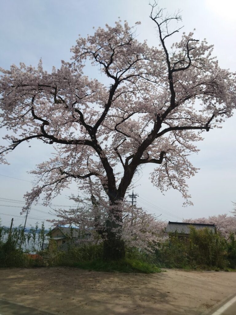 能登鹿島駅の駐車場付近の大きな桜の木