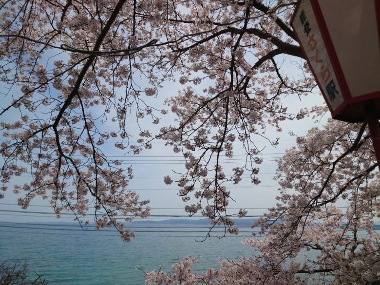 能登鹿島駅の桜と提灯と七尾湾