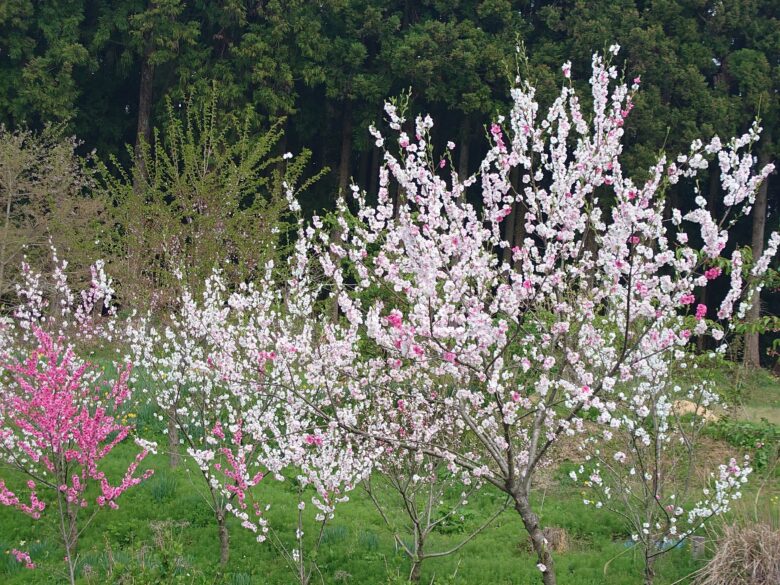 氷見田鶴浜線の桜
