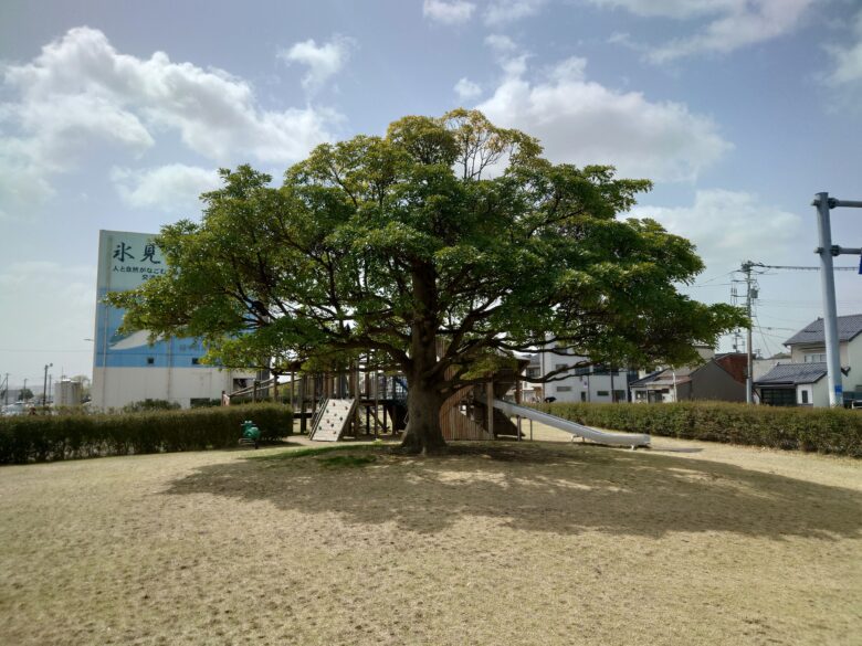 ひみの海探検館の大きな木