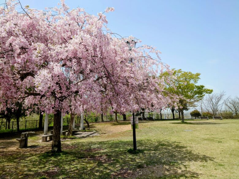 朝日山公園見晴らしの丘の第１駐車場の広場の桜