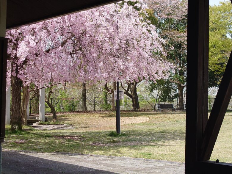 朝日山公園見晴らしの丘の第１駐車場の広場と桜