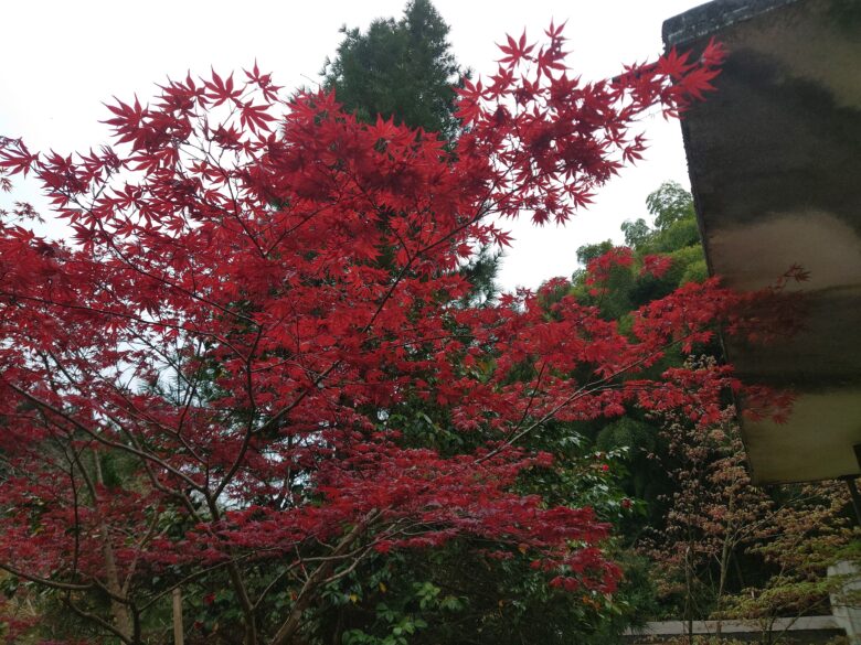 神代温泉の玄関前の春もみじ