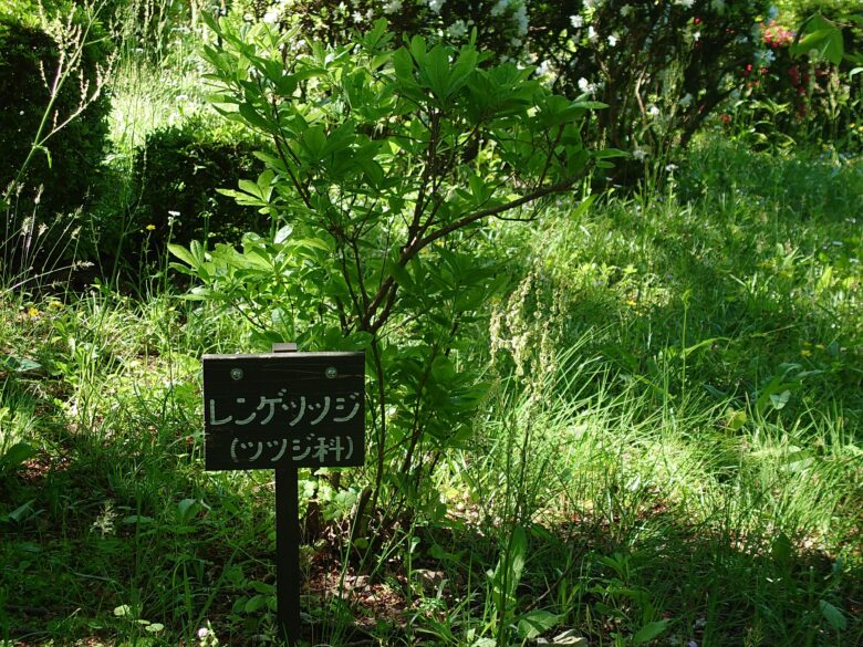 林業試験場樹木公園（創造の森）の樹木の名称掲示