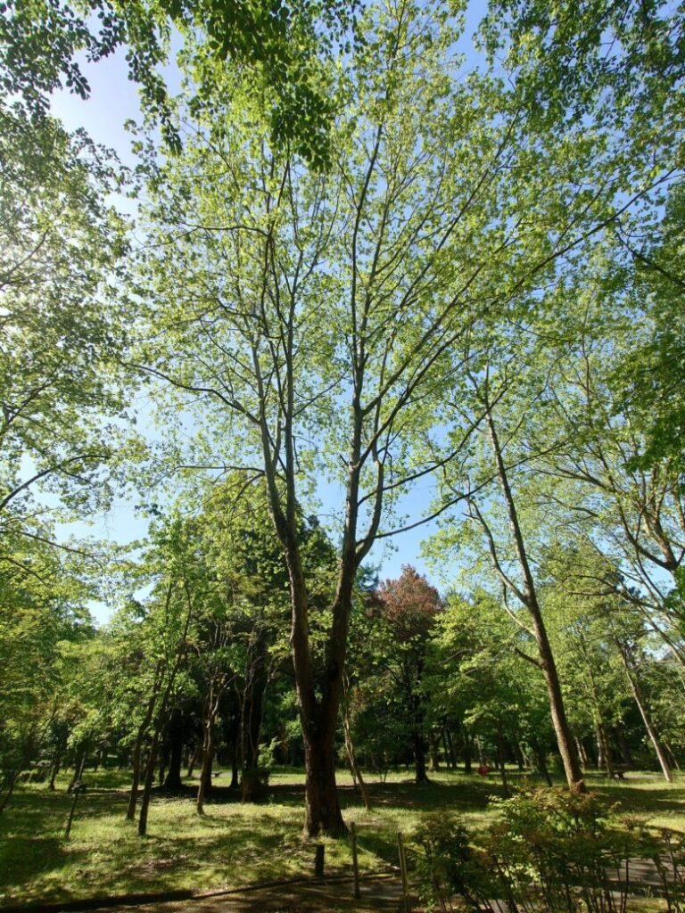 林業試験場樹木公園（創造の森）の立派な木