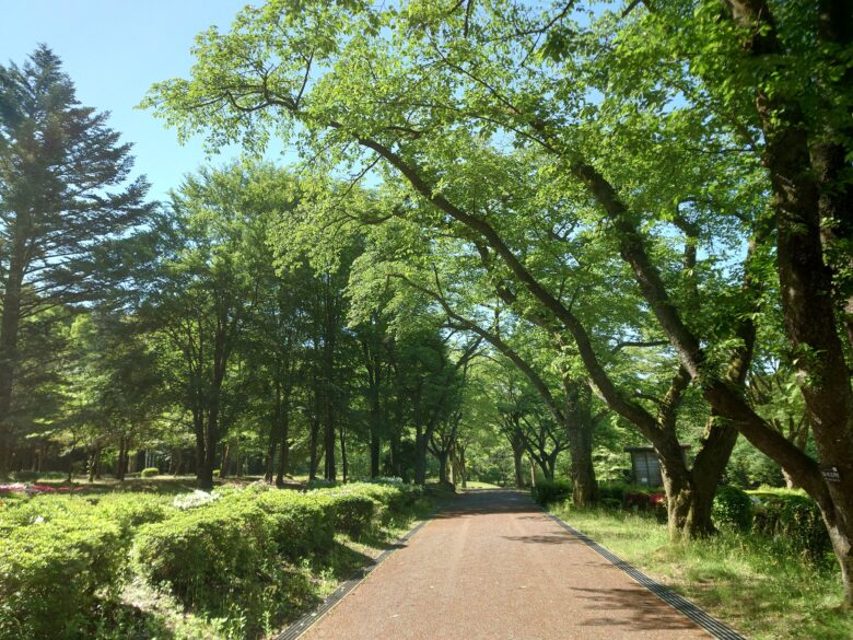 林業試験場樹木公園（創造の森）の散歩道