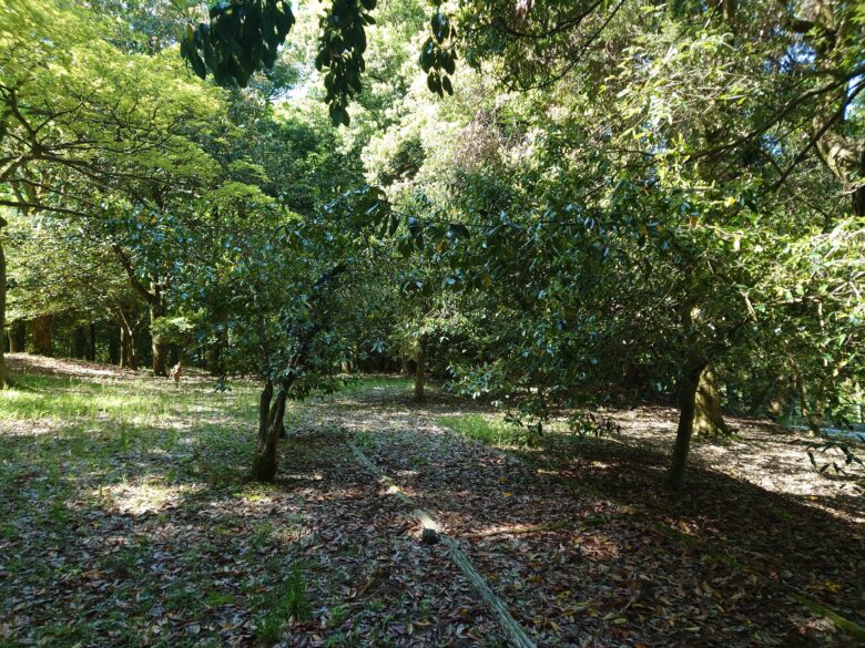 林業試験場樹木公園（創造の森）のチップ歩道