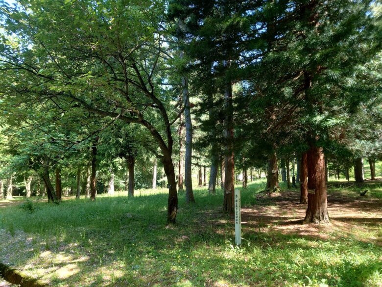 林業試験場樹木公園（創造の森）の悠仁親王殿下のお印の木