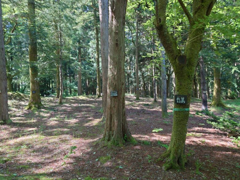 林業試験場樹木公園（創造の森）の樹木の名称掲示