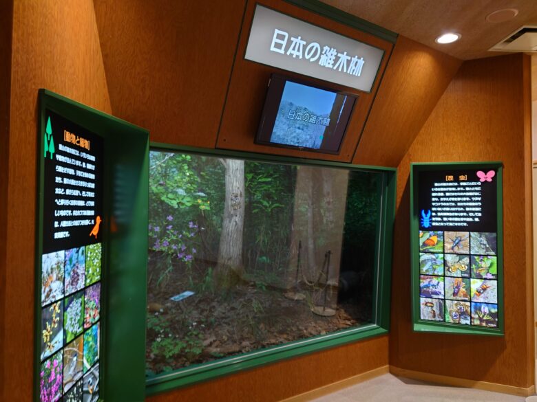 石川県ふれあい昆虫館の日本の雑木林の展示
