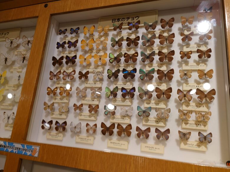 石川県ふれあい昆虫館のチョウの展示