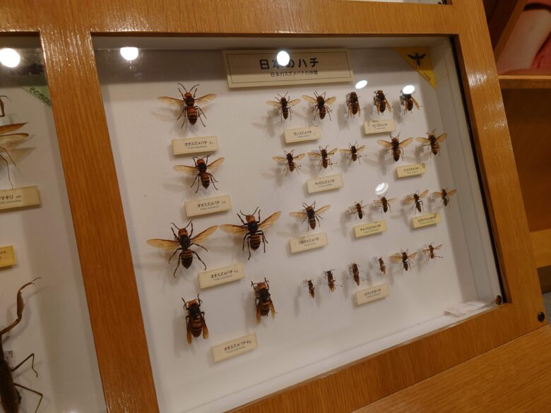 石川県ふれあい昆虫館のハチの展示