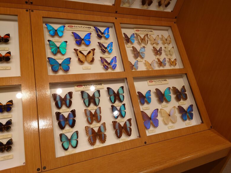 石川県ふれあい昆虫館のチョウの展示