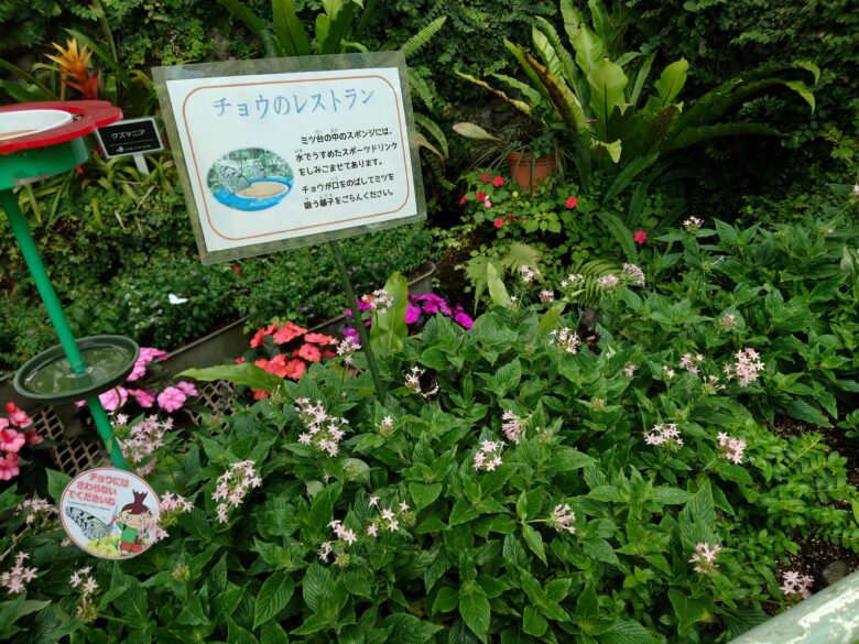 石川県ふれあい昆虫館のチョウの園のチョウのレストラン