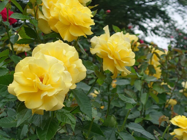 金沢南総合運動公園 バラ園のバラ
