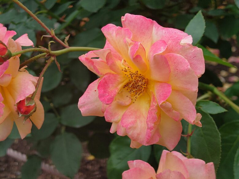 金沢南総合運動公園 バラ園のバラ
