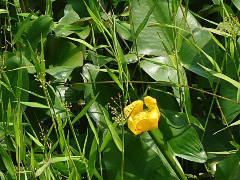 県民公園頼成の森の唐草ショウブ池の花