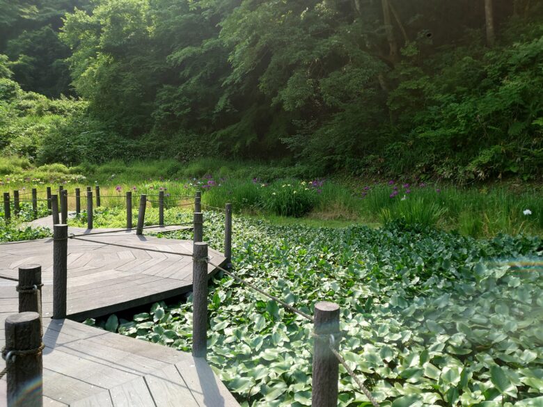 県民公園頼成の森の唐草ショウブ池