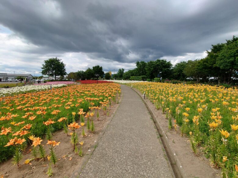 ゆりの里公園 ユリーム春江のユリの散歩道