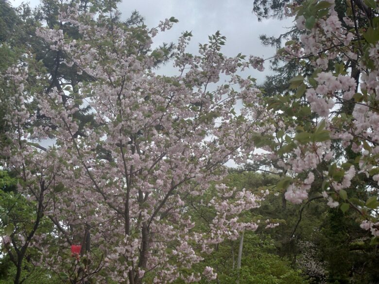 わくたまくんパークの桜