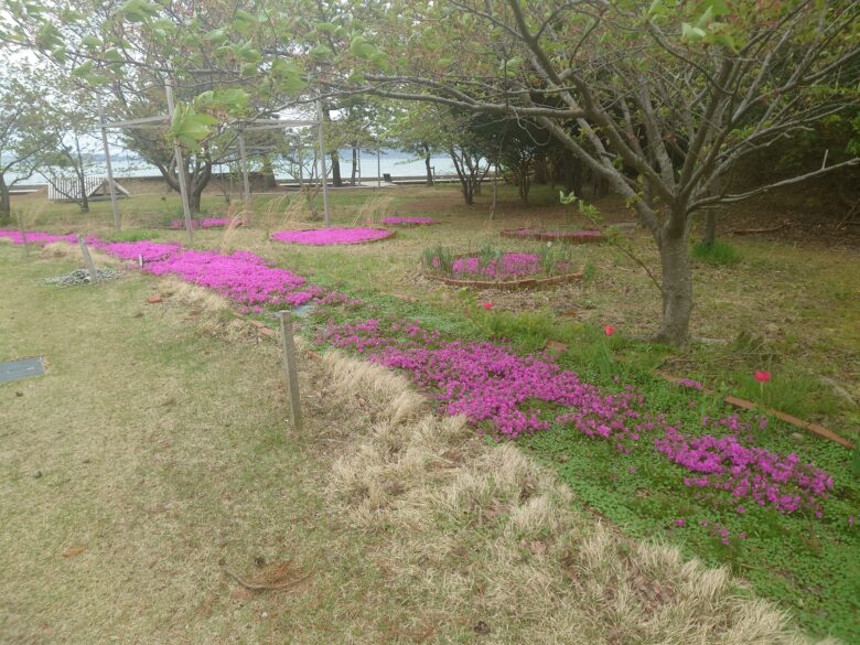 わくたまくんパークの花