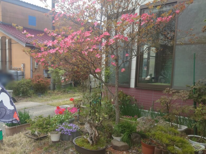 3番ラーメンのお店前に手入れされている花々