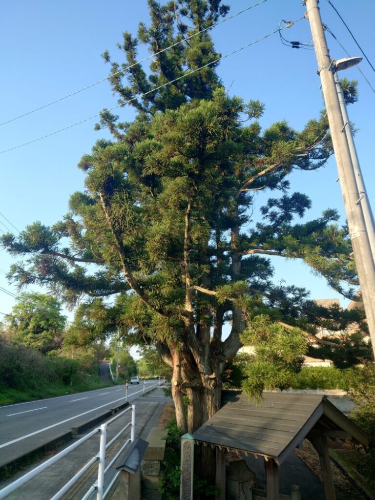 弘法大師の霊水そばの大樹