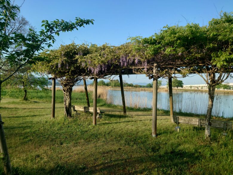 木場潟公園 北園地の藤棚