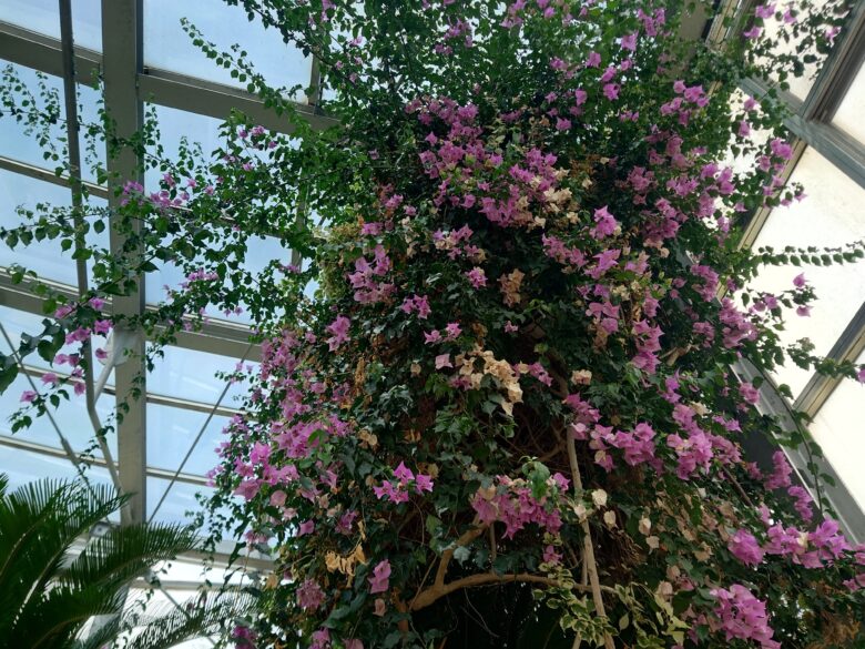 氷見市海浜植物園 シーサイドパークの温室の花