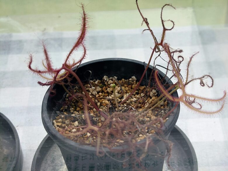 氷見市海浜植物園 シーサイドパークのモウセンゴケ