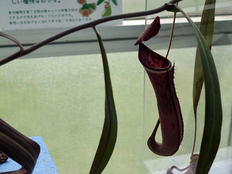 氷見市海浜植物園 シーサイドパークのウツボカズラ