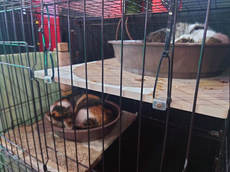 ゲームセンター ベティの屋内の猫ちゃん
