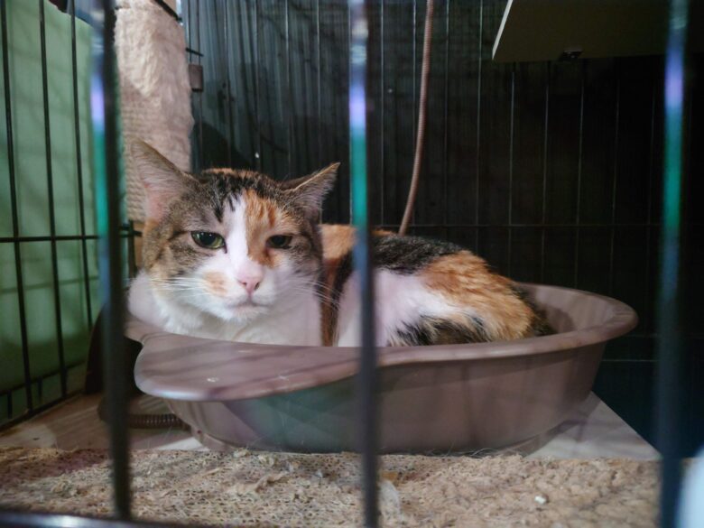 ゲームセンター ベティの屋内の猫ちゃん