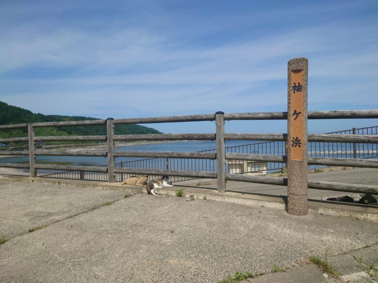 袖ヶ浜でくつろぐ猫たち