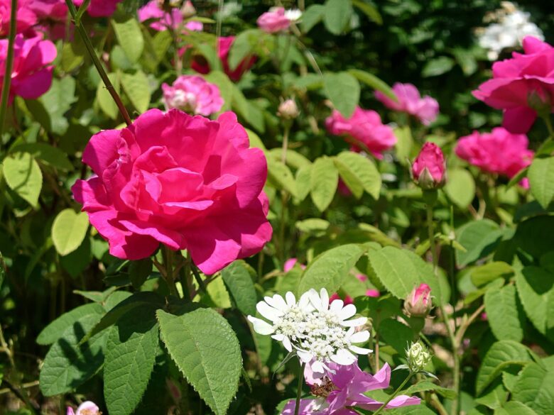 西風花苑の赤い花
