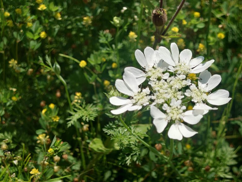 西風花苑の白い花