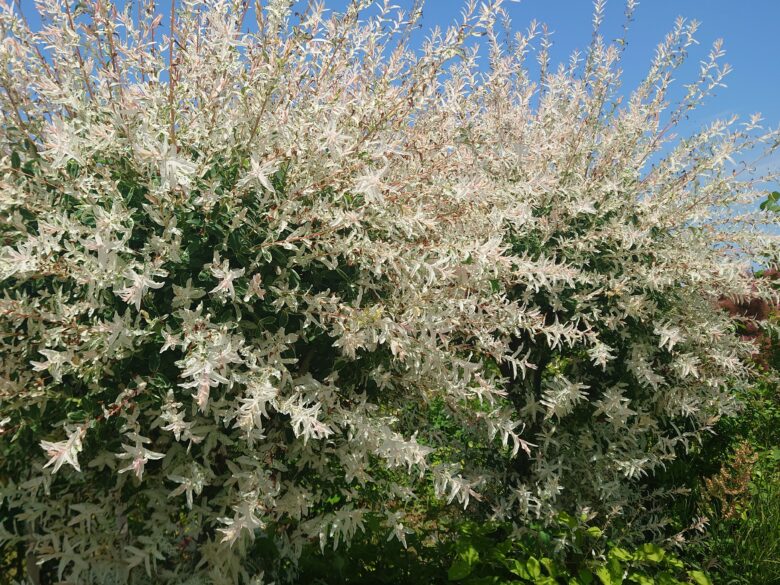 西風花苑の花火のような花