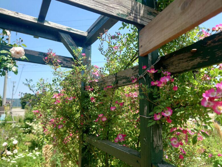 西風花苑の造作に寄りかかって咲く花