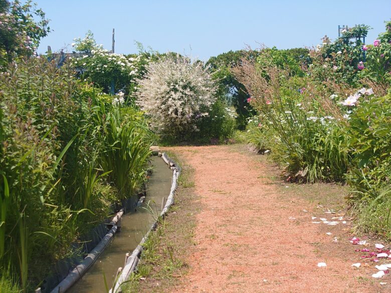 西風花苑の通路の奥側にあるインパクトのある花
