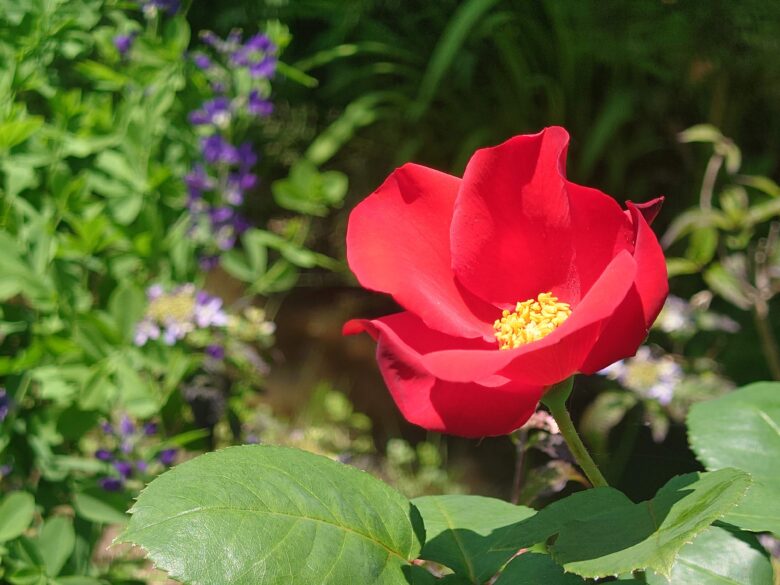 西風花苑の真っ赤な花