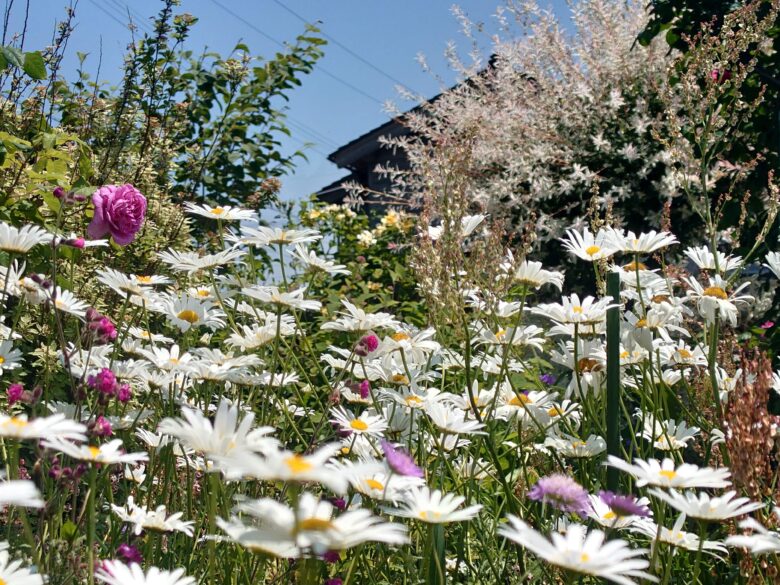 西風花苑の花々