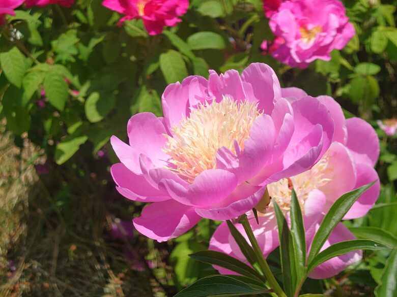 西風花苑のピンクのような紫のような色の花