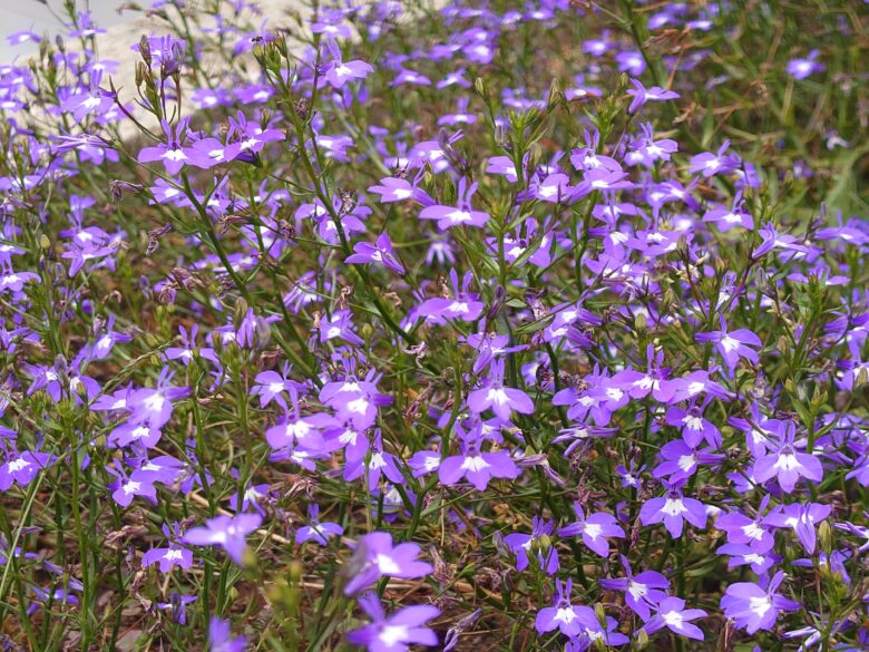 工房シティさんの花壇の小さな花