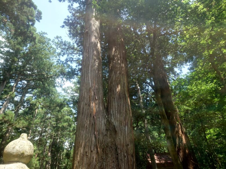 平泉寺白山神社の幹が2つになった杉