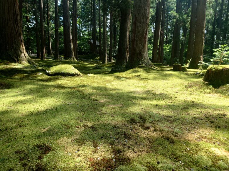 平泉寺白山神社の苔
