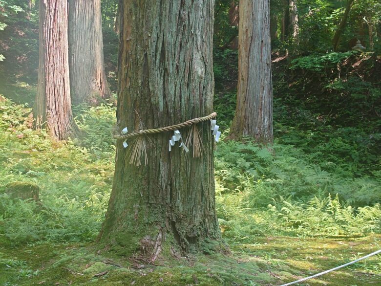 平泉寺白山神社の御神木
